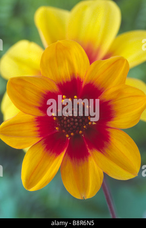 Dahlia 'Moonfire' varie, biancheria di Nana. Foto Stock