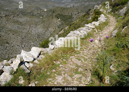 Thistle da mozarabo trail Barranc de Infern, Vall de Laguart, Benimaurell, Provincia di Alicante, Comunidad Valenciana, Spagna Foto Stock