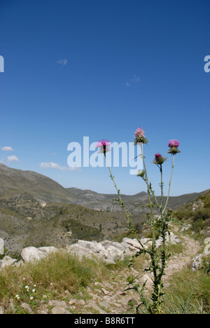 Thistle da mozarabo trail Barranc de Infern, Vall de Laguart, Benimaurell, Provincia di Alicante, Comunidad Valenciana, Spagna Foto Stock