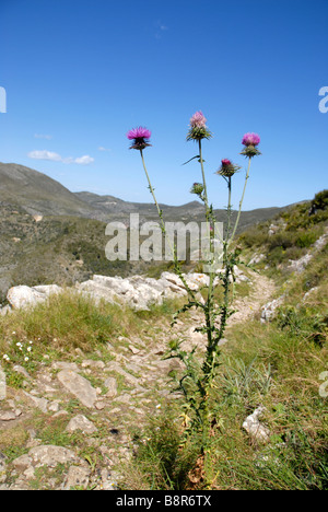 Thistle da mozarabo trail Barranc de Infern, Vall de Laguart, Benimaurell, Provincia di Alicante, Comunidad Valenciana, Spagna Foto Stock