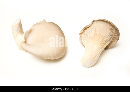 Funghi Oyster isolato su un bianco di sfondo per studio Foto Stock