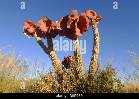 Hoodia Cactus (Hoodia gordonii), fioritura, Namibia Foto Stock