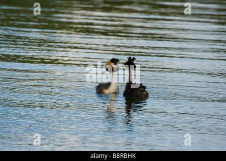 Grande CRESTED svassi rituale di accoppiamento Foto Stock