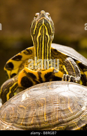 Ventre giallo Slider Turtle Trachemys scripta Scripta Foto Stock