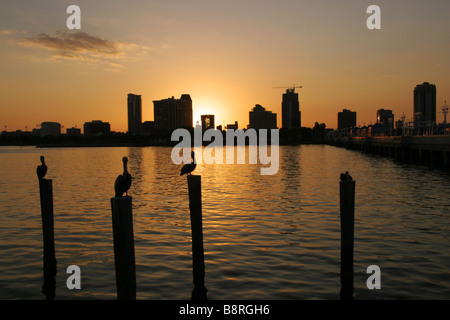 Pellicani al tramonto al Molo di St Petersburg Florida USA Foto Stock