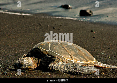 Le tartarughe marine sulla spiaggia di sabbia nera, Big Island delle Hawaii Foto Stock