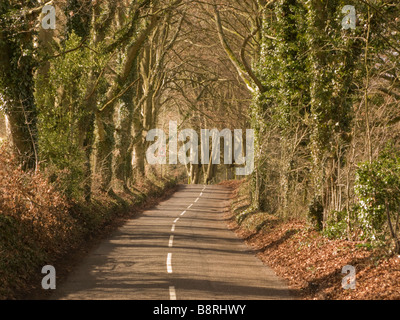 Viale di alberi e paese di lingua inglese lane. Hampshire, Inghilterra. Regno Unito. Foto Stock