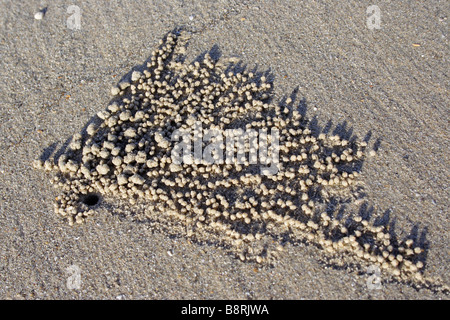 Piccole palle di sabbia realizzate da Sand Bubbler Crab sulla spiaggia di Terengganu, Malesia. Foto Stock