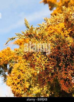 Eastern Redcedar ramo caricato con il polline. Oklahoma, Stati Uniti d'America. Foto Stock