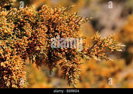 Eastern Redcedar ramo caricato con il polline. Oklahoma, Stati Uniti d'America. Foto Stock