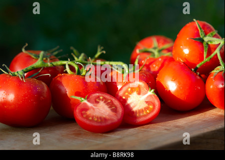 Appena raccolto cresciuto in casa organici di pomodori a grappolo Foto Stock