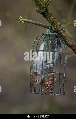 Scoiattolo grigio all'interno di uno scoiattolo prova bird feeder REGNO UNITO Foto Stock