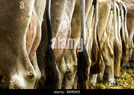 Gli animali domestici della specie bovina (Bos primigenius f. taurus), retro, Svizzera Foto Stock