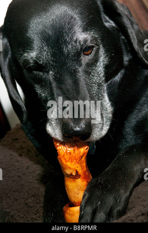 Un labrador nero da masticare per cani su pergamena un osso. Foto Stock