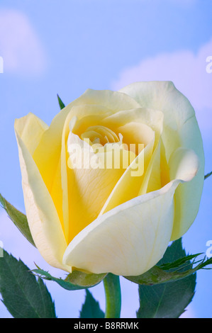 Una rosa gialla è perfetto contro un cielo blu sullo sfondo Foto Stock