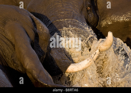 Africa Botswana Chobe National Park Bull elefanti Loxodonta africana il combattimento in piscina a Savuti Marsh durante la stagione delle piogge Foto Stock