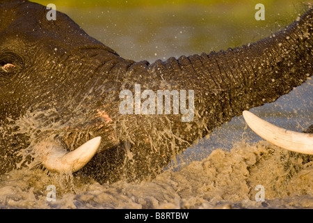 Africa Botswana Chobe National Park Bull elefanti Loxodonta africana combattimenti in piscina a Savuti Marsh durante la stagione delle piogge Foto Stock