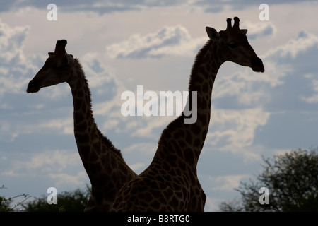 Africa Namibia Etosha National Park Silhouette di due giraffe Giraffa camelopardalis permanente al bordo di Etosha Pan Foto Stock