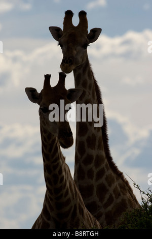 Africa Namibia Etosha National Park Silhouette di due giraffe Giraffa camelopardalis permanente al bordo di Etosha Pan Foto Stock