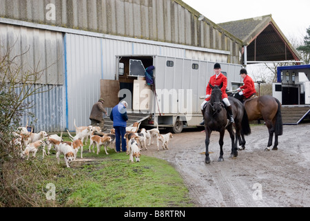 Huntsman Whipper in e foxhounds dell'Essex e Suffolk Hunt Inghilterra Foto Stock