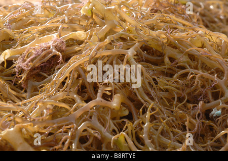 Alghe di asciugatura sulla piattaforma di casa Semporna Sulu Mare Malaysia Sout East Asia Foto Stock