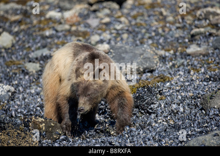 Stati Uniti d'America Alaska Parco Nazionale di Glacier Bay bruno Orso grizzly Ursus arctos alimentazione sulle cozze con la bassa marea lungo ingresso Russell Foto Stock