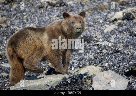 Stati Uniti d'America Alaska Parco Nazionale di Glacier Bay bruno Orso grizzly Ursus arctos alimentazione sulle cozze con la bassa marea lungo ingresso Russell Foto Stock