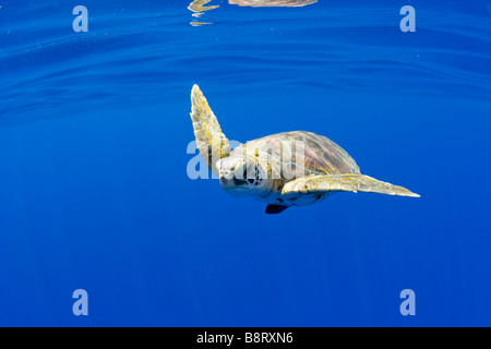 Stati Uniti Hawaii Big Island vista subacquea del piccolo in via di estinzione Tartaruga Verde Chelonia Mydas nuotare nell'Oceano Pacifico Foto Stock