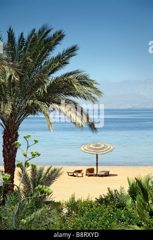 Sedie a sdraio sotto un sole ombra visibile attraverso gli alberi di palme sfrangiare un deserto Mar Rosso egiziano beach Foto Stock