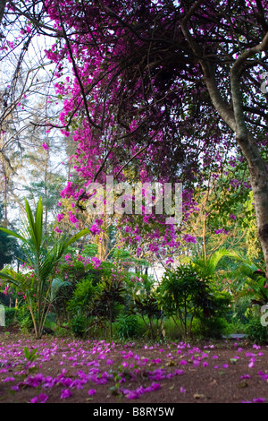Caduti petali di fiori dalla copertura di alberi di massa. Foto Stock