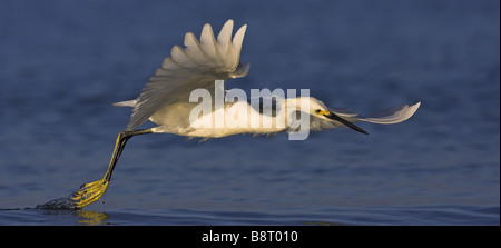 Snowy garzetta (Egretta thuja), tenendo fuori dall'acqua, STATI UNITI D'AMERICA, Florida Foto Stock