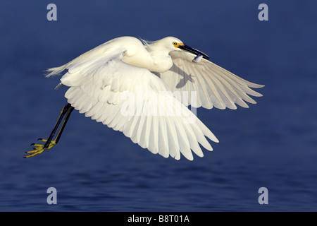 Snowy garzetta (Egretta thuja), volare con pesce pescato nel disegno di legge sulla superficie di acqua, STATI UNITI D'AMERICA, Florida Foto Stock