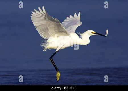 Snowy garzetta (Egretta thuja), volare con pesce pescato nel disegno di legge sulla superficie di acqua, STATI UNITI D'AMERICA, Florida Foto Stock