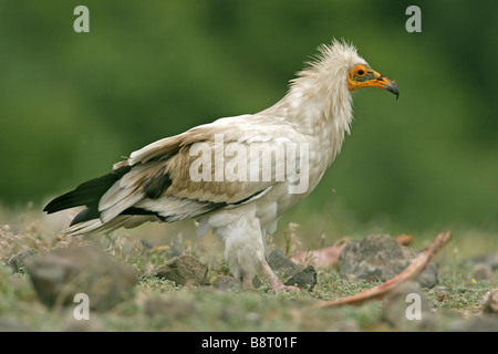 Avvoltoio capovaccaio (Neophron percnopterus), seduta sul tessuto osseo, Bulgaria, montagne Rodopi Foto Stock