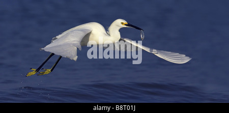 Snowy garzetta (Egretta thuja), volare con pesce pescato nel disegno di legge sulla superficie di acqua, STATI UNITI D'AMERICA, Florida Foto Stock