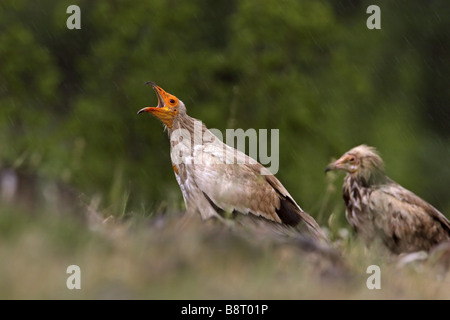 Avvoltoio capovaccaio (Neophron percnopterus), adulti e giovani bird, Bulgaria, montagne Rodopi Foto Stock