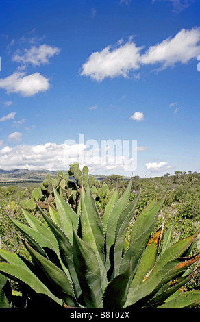 Secolo impianto (Agave spec.), ltypical paesaggio con impianto di secolo, Messico, San Luis Potosi Foto Stock