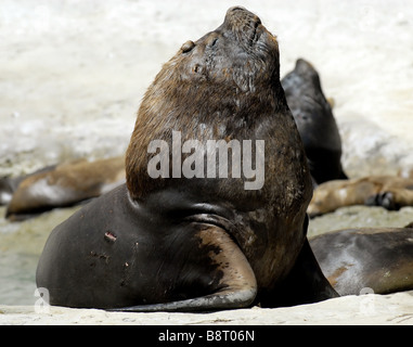 Sud Americana Sea Lion (Otaria byronia), Bull, Argentina, Penisola Valdez Foto Stock
