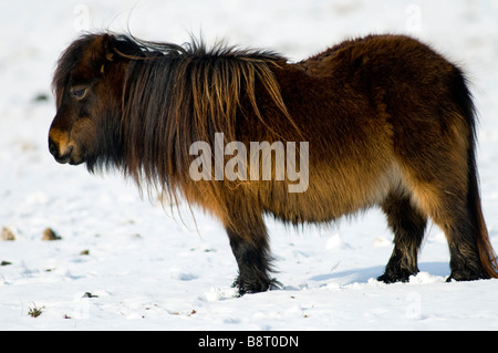 Miniatura pony Shetland in snow REGNO UNITO Foto Stock