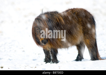 Miniatura pony Shetland in snow REGNO UNITO Foto Stock