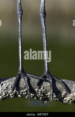 Reddish garzetta (Egretta rufescens), piedi, STATI UNITI D'AMERICA, Florida Foto Stock