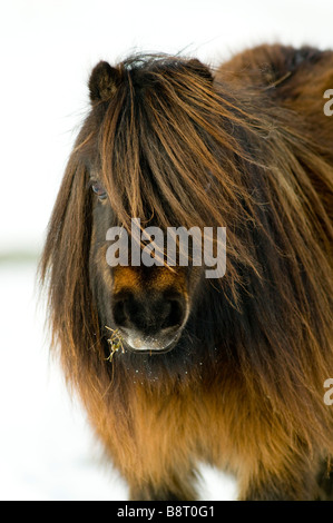 Miniatura pony Shetland in snow REGNO UNITO Foto Stock