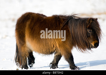 Miniatura pony Shetland in snow REGNO UNITO Foto Stock