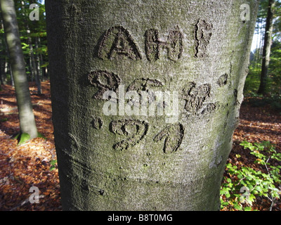 Comune di faggio (Fagus sylvatica), corteccia con iscrizione, Germania Foto Stock