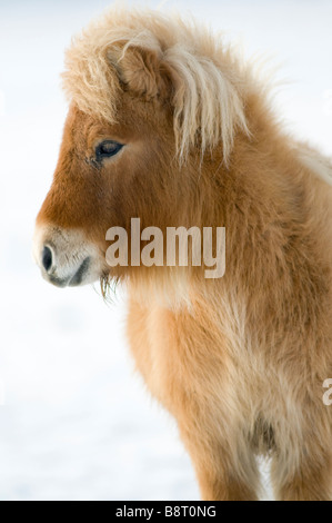 Miniatura pony Shetland in snow REGNO UNITO Foto Stock