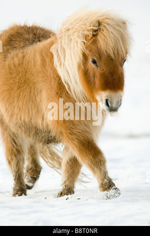 Miniatura pony Shetland in snow REGNO UNITO Foto Stock