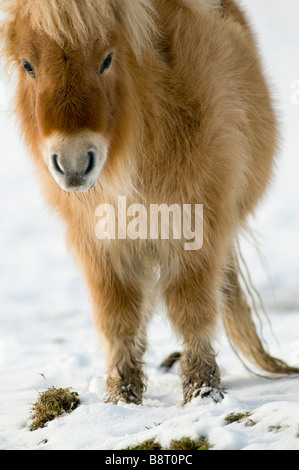 Miniatura pony Shetland in snow REGNO UNITO Foto Stock