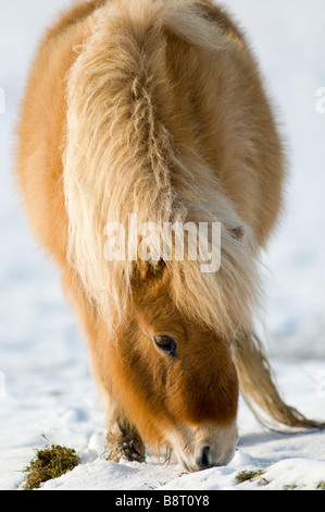 Miniatura pony Shetland in snow REGNO UNITO Foto Stock