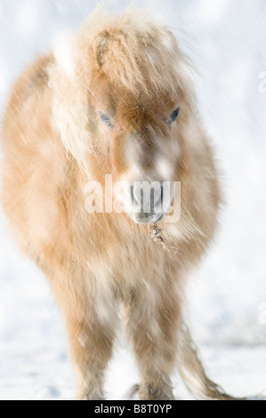 Miniatura pony Shetland in snow REGNO UNITO Foto Stock