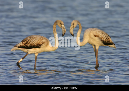 Fenicottero maggiore (Phoenicopterus ruber), due uccelli giovani, Spagna Estremadura Foto Stock